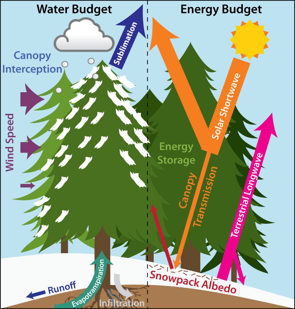 Forest energy and water balance processes